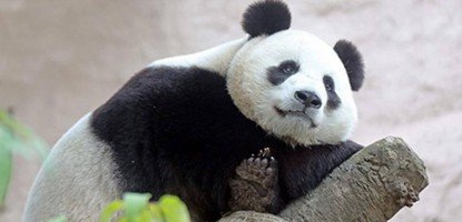 Hikvision дари камери на зоопарка в Москва